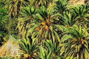 vue avec des palmiers photo