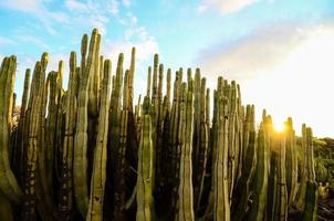 vue sur le désert avec cactus photo