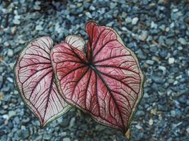 caladium bicolor qeen of leafe grande plante pour le jardin photo