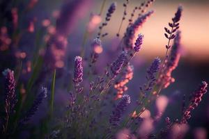 fleurs de lavande flagrantes en fleurs sur un champ, gros plan sur fond violet photo