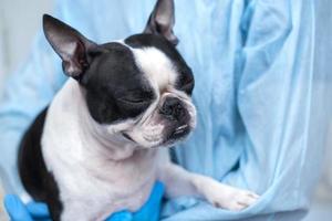 chien de compagnie boston terrier à la réception chez le médecin vétérinaire de la clinique vétérinaire. concept de soins aux animaux. services vétérinaires. soins de santé pour animaux de compagnie photo