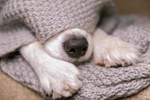 drôle de chiot border collie allongé sur un canapé sous une écharpe tricotée chaude à l'intérieur. le nez de chien dépasse de sous le plaid en gros plan. portrait de chien d'hiver ou d'automne. concept de temps froid d'humeur hygge. photo