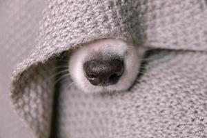 drôle de chiot border collie allongé sur un canapé sous une écharpe tricotée chaude à l'intérieur. le nez de chien dépasse de sous le plaid en gros plan. portrait de chien d'hiver ou d'automne. concept de temps froid d'humeur hygge. photo