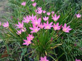 fleur de lis de zephyranthes rose, lis de pluie, lis de fée.macro photographie de fleur de printemps. photo