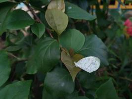 Petit papillon blanc,Pieris rapae pollinisation des fleurs,Verveine bonariensis dans un jardin en été photo