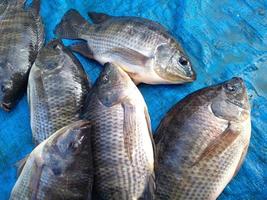 Poissons tilapia sur le marché du frais, poisson tilapia, riche en protéines sur le marché du frais photo