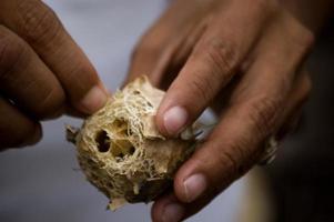 mains humaines tenant une éponge naturelle photo