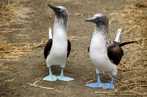 mignon fou à pattes bleues, oiseaux marins de l'équateur photo