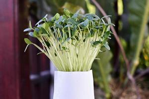 germes de micro-verts de légumes, concept de croissance et de saine alimentation. photo