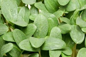 germes de micro-verts de légumes, concept de croissance et de saine alimentation. photo