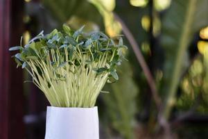 germes de micro-verts de légumes, concept de croissance et de saine alimentation. photo