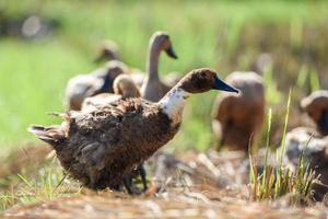 gros plan de canards, expressions de canards sur le terrain photo