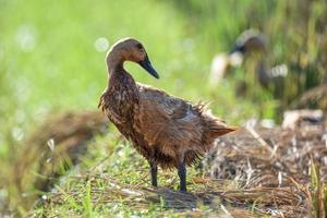 gros plan de canards, expressions de canards sur le terrain photo