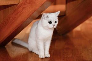 chat blanc aux yeux bleus est assis à la maison sous des escaliers en bois