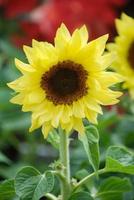 Helianthus annuus, tournesols petits et en pot. petite taille de fleur photo