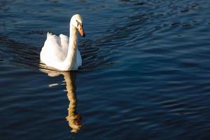 gracieux cygne blanc photo