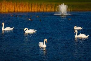 cinq cygnes sur le lac photo