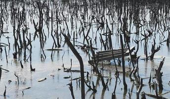 paysage de forêt de mangrove détruite, la forêt de mangrove détruite est un écosystème qui a été gravement dégradé ou éliminé en raison de l'urbanisation et de la pollution. aider à prendre soin de la forêt de mangrove. photo