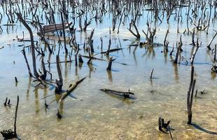 paysage de forêt de mangrove détruite, la forêt de mangrove détruite est un écosystème qui a été gravement dégradé ou éliminé en raison de l'urbanisation et de la pollution. aider à prendre soin de la forêt de mangrove. photo