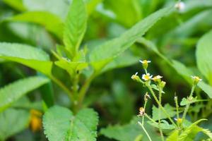 belle vue sur les feuilles des plantes exposées à la rosée du matin photo