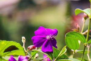 pleroma semidecandrum est une plante à fleurs de la famille des melastomataceae, originaire du sud-est du brésil. photo