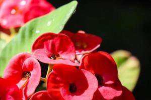 gros plan de la belle euphorbia milii, couronne d'épines, appelée corona de cristo. fleur de couronne d'épines. fleurs d'euphorbe milii rouges fraîches et fraîches exposées à la rosée dans le jardin. photo