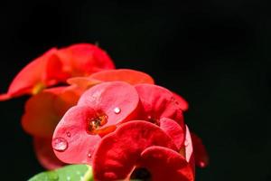 gros plan de la belle euphorbia milii, couronne d'épines, appelée corona de cristo. fleur de couronne d'épines. fleurs d'euphorbe milii rouges fraîches et fraîches exposées à la rosée dans le jardin. photo