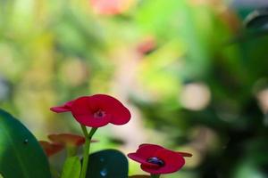 gros plan de la belle euphorbia milii, couronne d'épines, appelée corona de cristo. fleur de couronne d'épines. fleurs d'euphorbe milii rouges fraîches et fraîches exposées à la rosée dans le jardin. photo