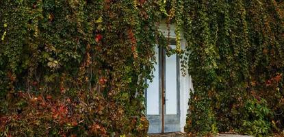 les feuilles rouges et vertes de la vigne d'automne décorent le mur de pierre et les croissances de buisson de porte en bois à partir d'argile photo