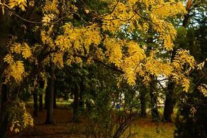 feuilles d'érable sur une journée d'automne ensoleillée branche de feuilles jaunes photo