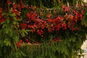 fleurs de noël poinsettias rouges avec des feuilles vertes feuilles rouges sur un arbre de noël photo