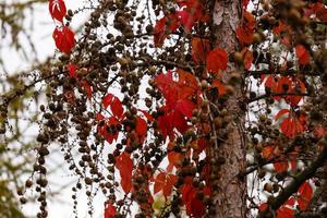 if arbre aux fruits rouges taxus baccata branche avec baies mûres baies rouges poussant sur photo