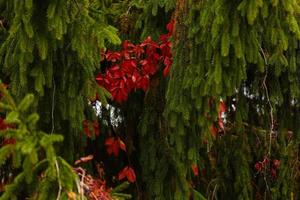 fleurs de noël poinsettias rouges avec des feuilles vertes feuilles rouges sur un arbre de noël photo