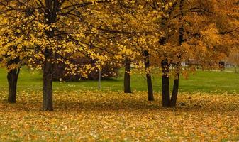 scène romantique d'automne doré avec des arbres photo