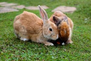 un gros plan d'un lapin mangeant des carottes dans un jardin photo