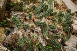 scène d'été à la lumière du jour montrant l'énorme diversité de cactus photo