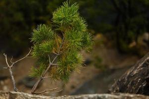 feuilles d'aiguille jaune et orange sur branche de pin avec éclairage de jante photo