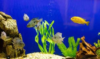 poisson jaune sur les poissons des récifs coralliens gardant le fond de l'eau bleue photo