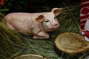 un jeune porcelet sur le foin et la paille à la ferme d'élevage de porcs un petit cochon sur le foin photo