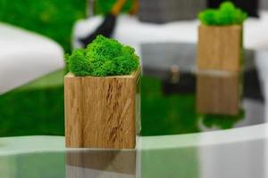 décor, cube en bois avec une plante photo