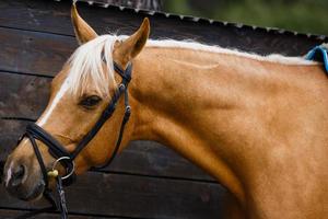 le cheval brun se tient dans les écuries photo