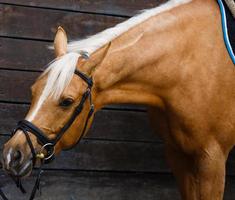 cheval brun se dresse dans un pré et regarde photo