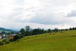 quelques vaches paissant sur la prairie à flanc de colline. clôture sur les champs ruraux près de la forêt. beau paysage d'été de campagne photo