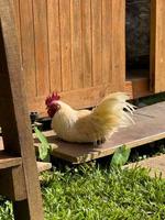 coq blanc dans le jardin photo