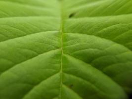 texture photo macro de feuilles de goyave