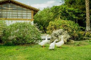 une famille de canards se promenant dans un parc photo