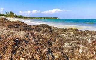 belle plage des caraïbes totalement sale sale méchant problème d'algues mexique. photo