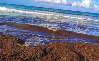 belle plage des caraïbes totalement sale sale méchant problème d'algues mexique. photo