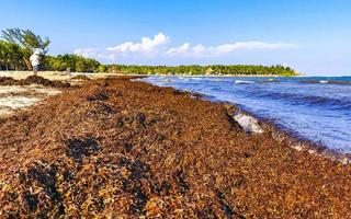 belle plage des caraïbes totalement sale sale méchant problème d'algues mexique. photo