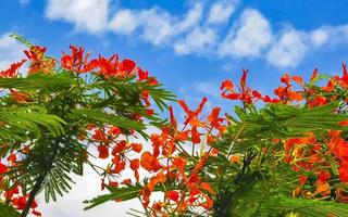 beau flamboyant tropical fleurs rouges flamboyant delonix regia mexico. photo